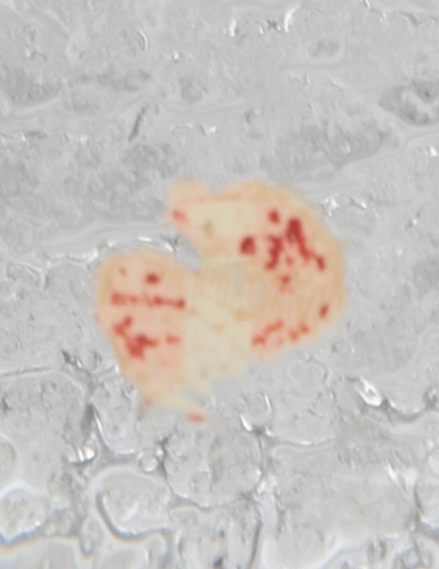 IITTALA Festivo kynttilänjalka - Koriste-esineet - 10105406984 - 2