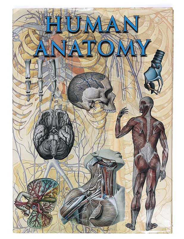 Human Anatomy - Iazzetti, Giovanni ; Rigutti, Enrico - Tietokirjat ja oppaat - 10105411569 - 0