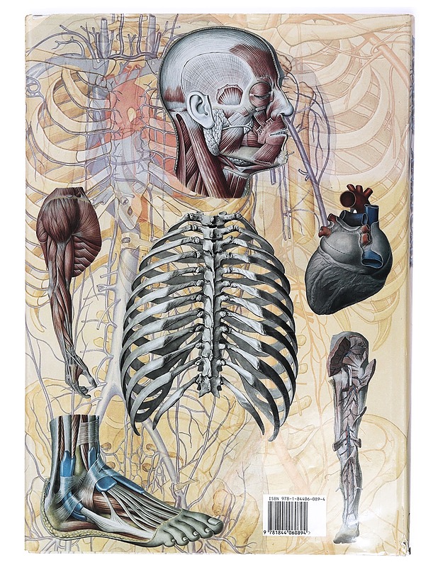 Human Anatomy - Iazzetti, Giovanni ; Rigutti, Enrico - Tietokirjat ja oppaat - 10105411569 - 1