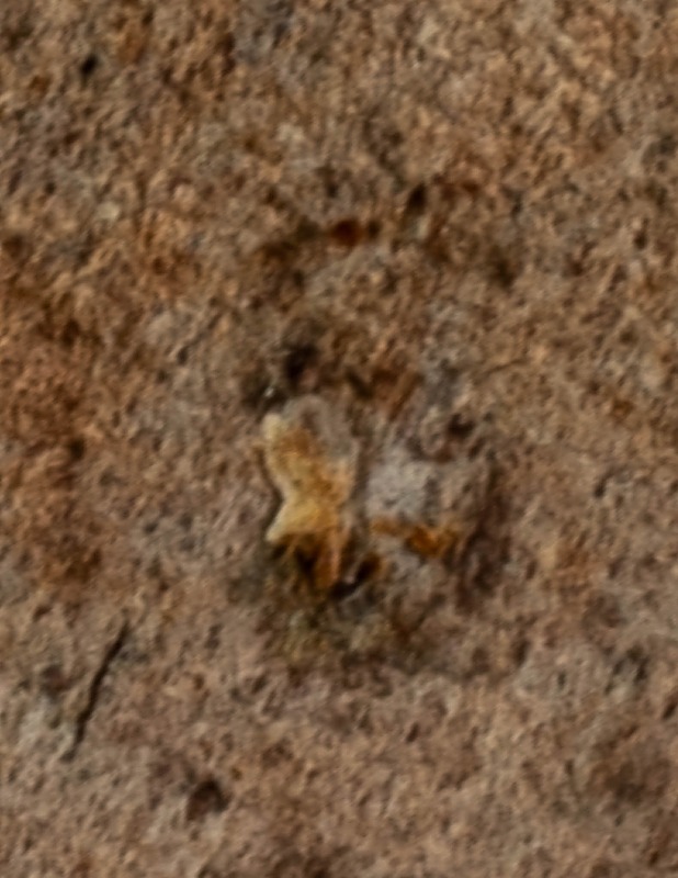 ALBERTO GOZZI balerina - Naisten kengät  - 10105422932 - 2