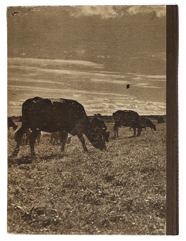 Kadonnutta Inkeriä - Hämäläinen, Antti - Historiakirjat - 10105424041 - 1