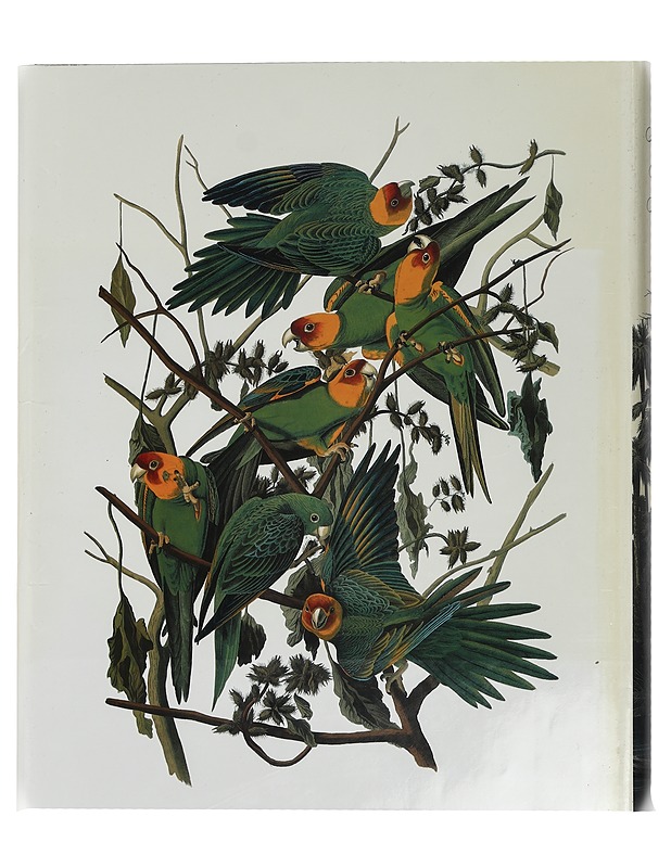 Audubon's Birds of America: The Audubon Society Baby Elephant Folio - Roger Tory Peterson; Virginia Marie Peterson - Tietokirjat ja oppaat - 10105441483 - 3