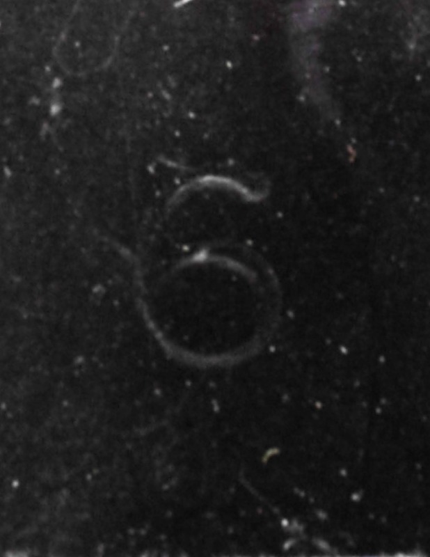 DAVOS saappaat, 39 - Naisten nilkkurit ja saappaat - 10105463432 - 2