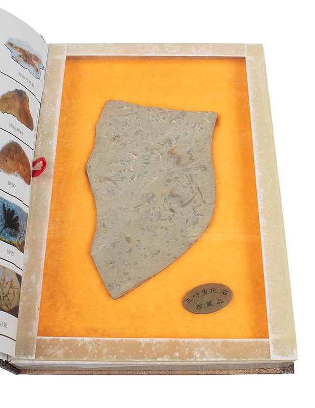 SHOUCANGZHENPIN The China Ancient Beings Fossils fossiilipaketti - Muut sisustustavarat - 10105463704 - 1