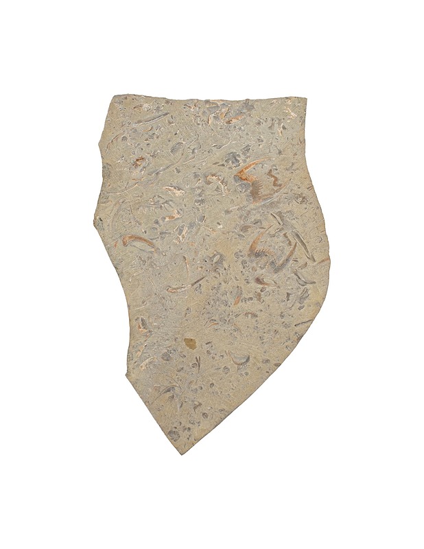 SHOUCANGZHENPIN The China Ancient Beings Fossils fossiilipaketti - Muut sisustustavarat - 10105463704 - 2