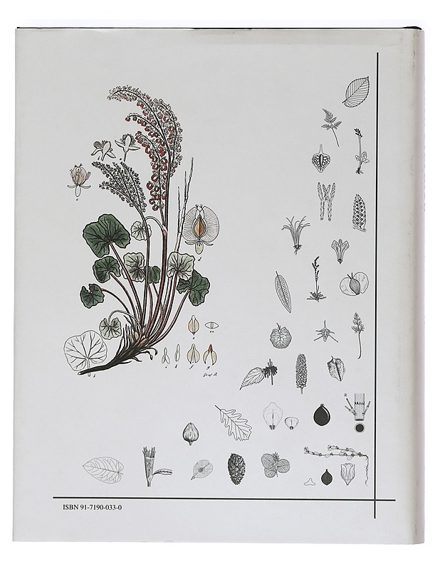 Flora Nordica 1: Lycopodiaceae to Polygonaceae - Jonsell, Bengt - Tietokirjat ja oppaat - 10105468954 - 1