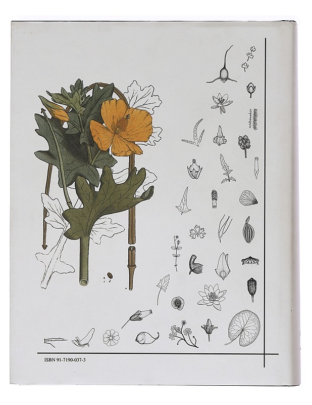 Flora Nordica 2: Chenopodiaceae - Fumariaceae - Jonsell, Bengt - Tietokirjat ja oppaat - 10105468955 - 1