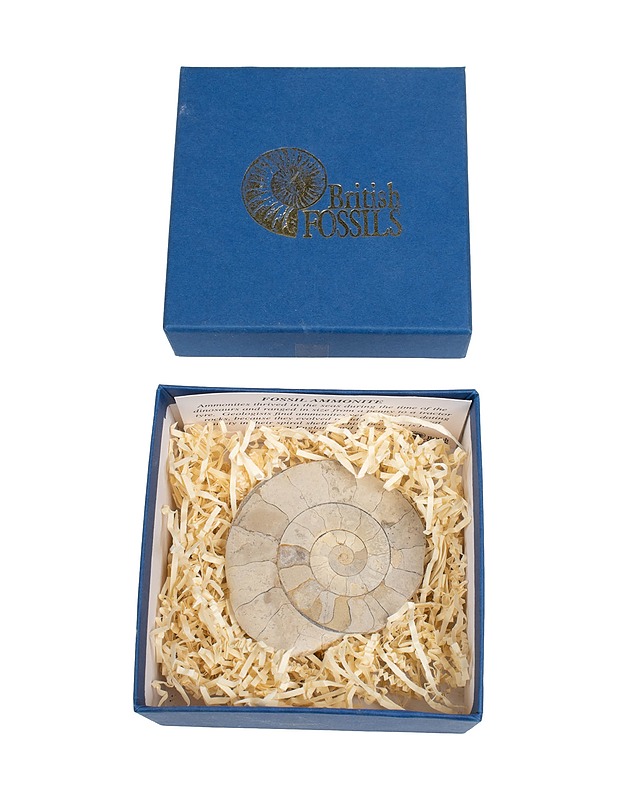 BRITISH FOSSILS ammoniittifossiili - Muut sisustustavarat - 10105477291 - 0