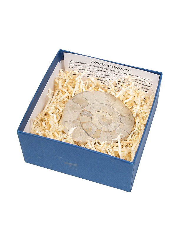 BRITISH FOSSILS ammoniittifossiili - Muut sisustustavarat - 10105477291 - 1