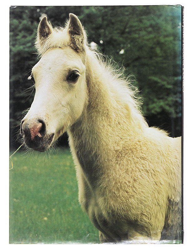 Everyone's Book of Ponies - Angela Sayer - Lemmikki- ja luontokirjat - 10105478641 - 1