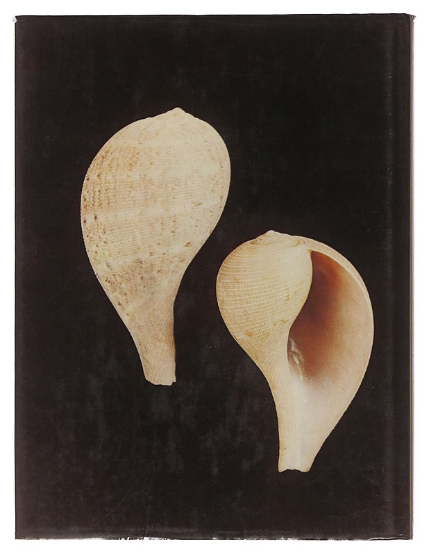 THE ENCYCLOPEDIA OF SHELLS - S. Peter Dance - Tietokirjat ja oppaat - 10105510875 - 1