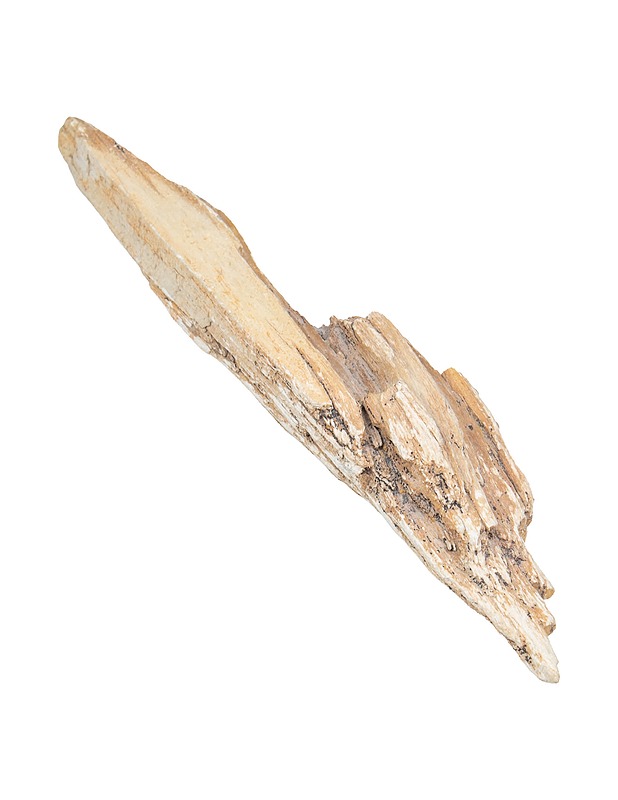 Pala kivettynyttä puuta - Muut sisustustavarat - 10105511078 - 0