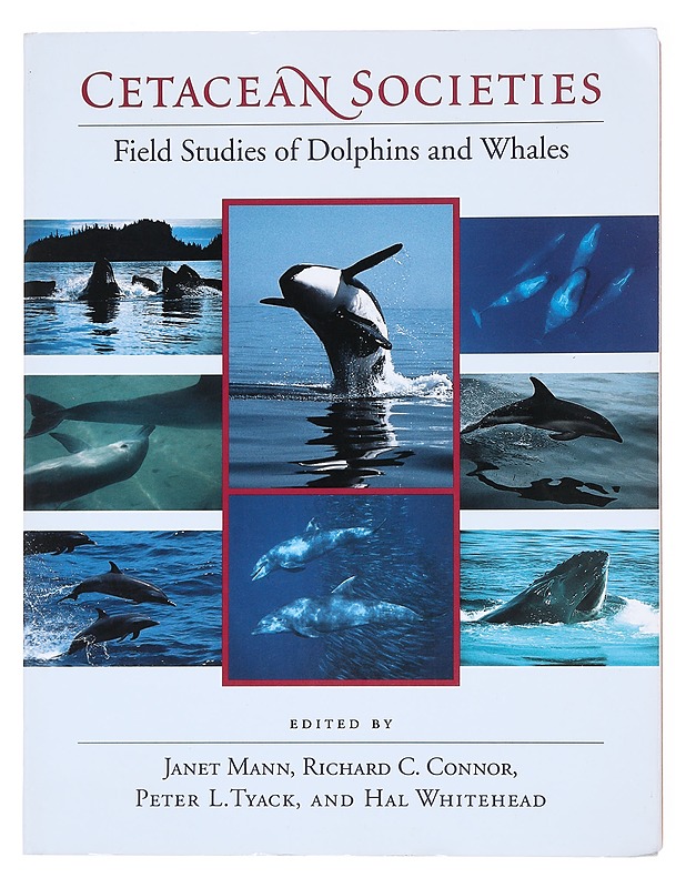 Cetacean Societies : Field Studies of Dolphins and Whales - Janet Mann - Tietokirjat ja oppaat - 10105512118 - 0