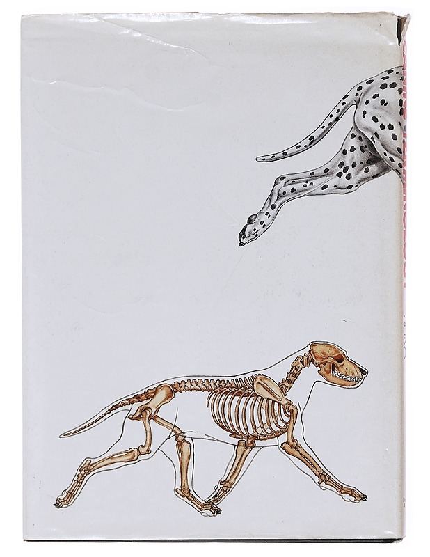 Canine terminology - Spira, Harold R. - Tietokirjat ja oppaat - 10105581388 - 1