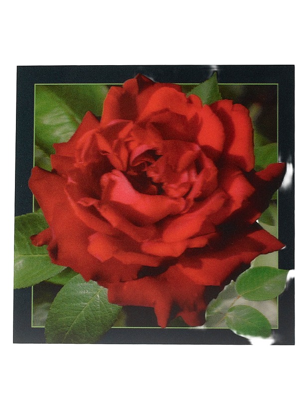  3D -postikortti, ruusu-aihe , 15x15 cm - Askartelu - 10105594995 - 0