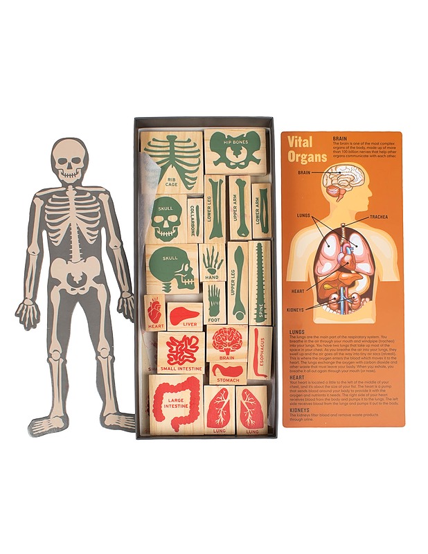 KIKKERLAND Anatomy Stamp Set leimasinsetti - Askartelu - 10105603680 - 1